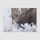 Chilly Moose Tissuepapier (Voorkant)