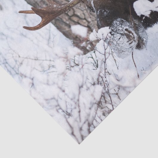 Chilly Moose Tissuepapier (Detail)