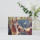 Chilly Morning Amish Horse Briefkaart (Staand voorkant)