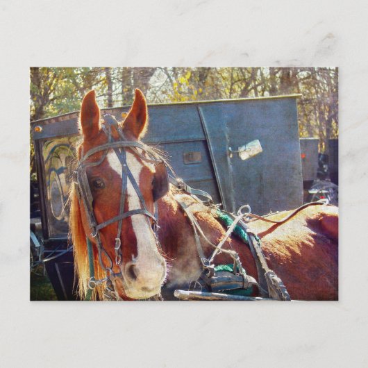 Chilly Morning Amish Horse Briefkaart (Voorkant)
