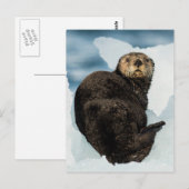 Chilly Zee Otter Briefkaart (Voorkant / Achterkant)