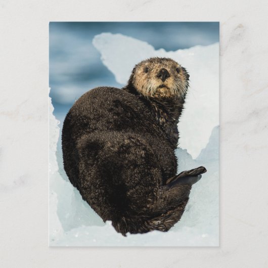 Chilly Zee Otter Briefkaart (Voorkant)