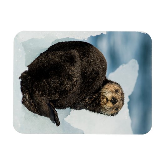Chilly Zee Otter Magneet (Horizontaal)