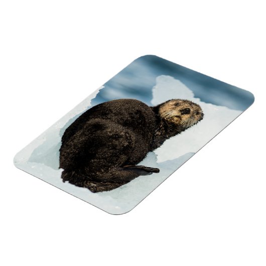 Chilly Zee Otter Magneet (Linkerzijde)