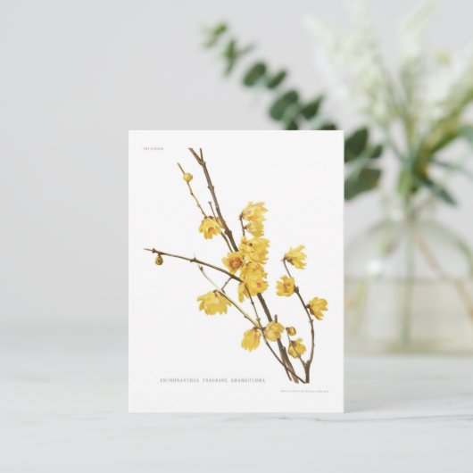 Chimonanthus fragrans briefkaart (Staand voorkant)