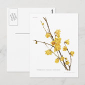 Chimonanthus fragrans briefkaart (Voorkant / Achterkant)