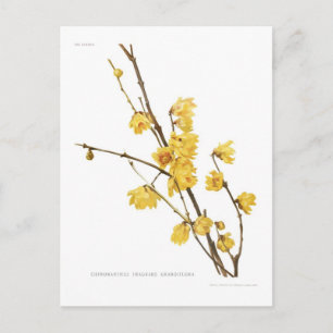 Chimonanthus fragrans briefkaart
