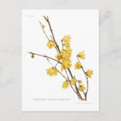 Chimonanthus fragrans briefkaart (Voorkant)
