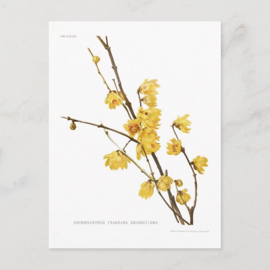 Chimonanthus fragrans briefkaart (Voorkant)