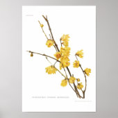 Chimonanthus fragrans poster (Voorkant)