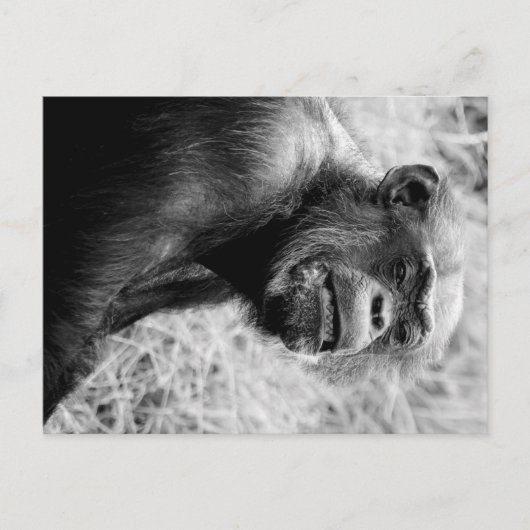 chimp briefkaart (Voorkant)