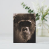 Chimp-Briefkaart Briefkaart (Staand voorkant)