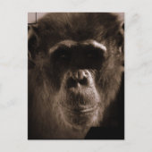 Chimp-Briefkaart Briefkaart (Voorkant)