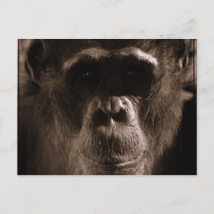 Chimp-Briefkaart Briefkaart