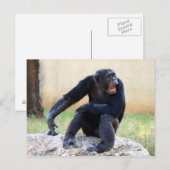 Chimp-Briefkaart schuren Briefkaart (Voorkant / Achterkant)