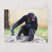 Chimp-Briefkaart schuren Briefkaart (Voorkant)