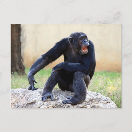 Chimp-Briefkaart schuren Briefkaart (Voorkant)