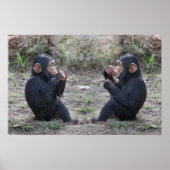 Chimp Chimp Poster (Voorkant)