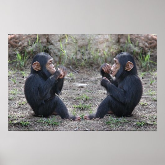 Chimp Chimp Poster (Voorkant)