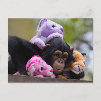 Chimp en dierenvrienden briefkaart