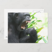 Chimp Fangs Briefkaart (Voorkant / Achterkant)