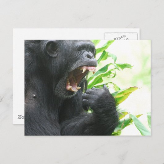 Chimp Fangs Briefkaart (Voorkant / Achterkant)