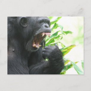 Chimp Fangs Briefkaart