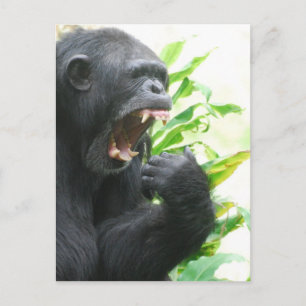 Chimp Fangs Briefkaart