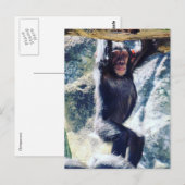 chimp hangen briefkaart (Voorkant / Achterkant)