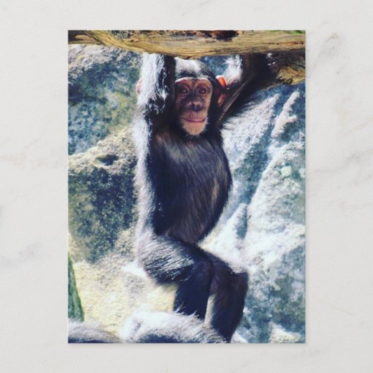chimp hangen briefkaart (Voorkant)