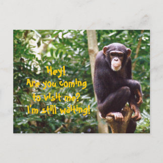 Chimp Humor Briefkaart