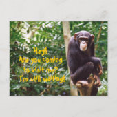Chimp Humor Briefkaart (Voorkant)