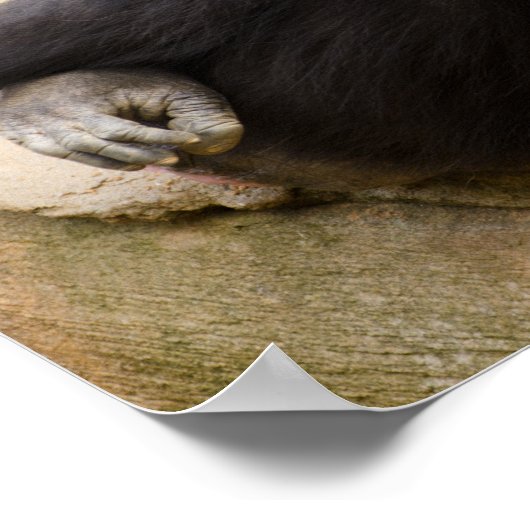 Chimp is gewoon koelen poster (Hoek)