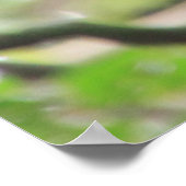 Chimp-Poster Poster (Hoek)