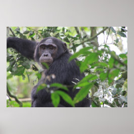 Chimp-Poster Poster