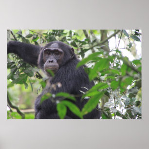 Chimp-Poster Poster