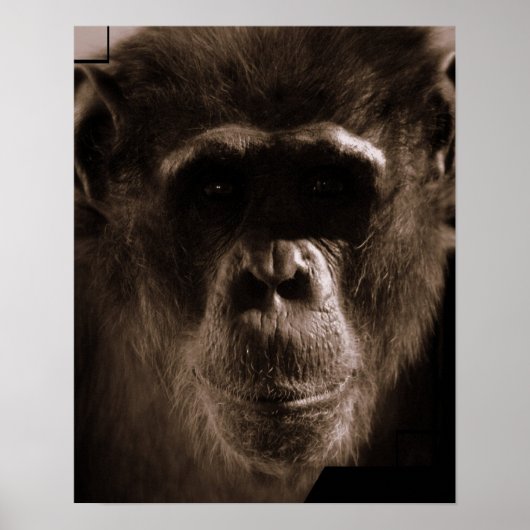 Chimp Poster Print (Voorkant)