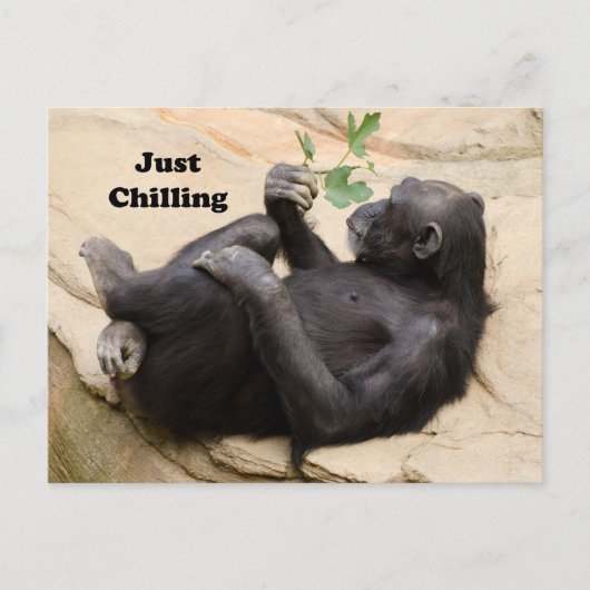 Chimp Relaxing Briefkaart (Voorkant)