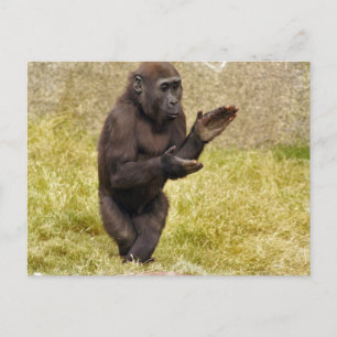 ChimpanseBriefkaart Briefkaart