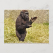 ChimpanseBriefkaart Briefkaart (Voorkant)