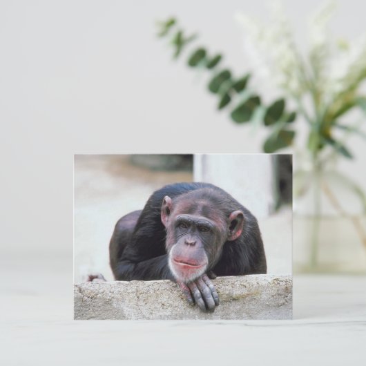 Chimpansebriefkaart Briefkaart (Staand voorkant)