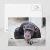 Chimpansebriefkaart Briefkaart (Voorkant / Achterkant)
