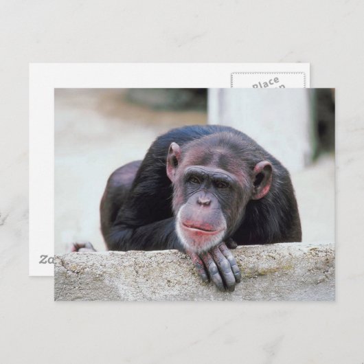 Chimpansebriefkaart Briefkaart (Voorkant / Achterkant)