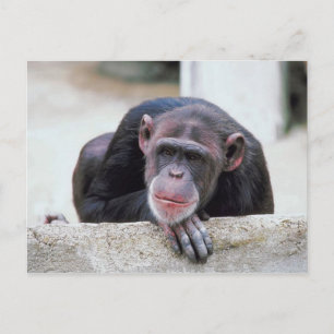 Chimpansebriefkaart Briefkaart