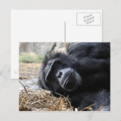 ChimpanseBriefkaart Briefkaart (Voorkant / Achterkant)