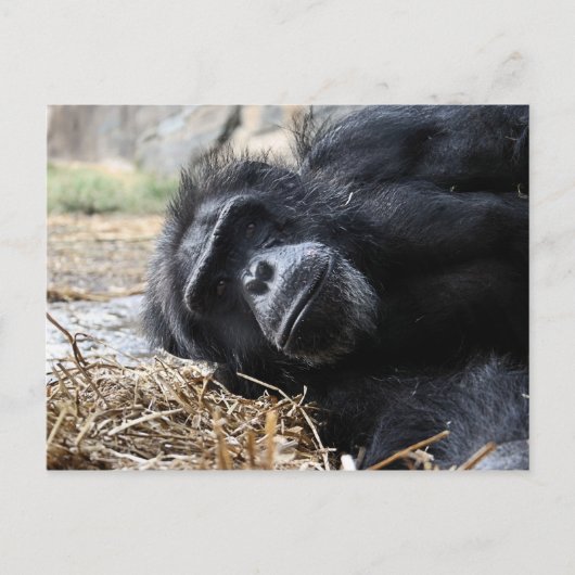 ChimpanseBriefkaart Briefkaart (Voorkant)