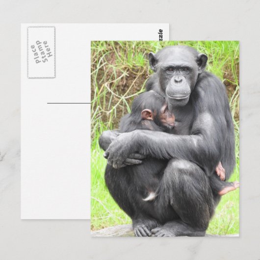 ChimpanseBriefkaart Briefkaart (Voorkant / Achterkant)