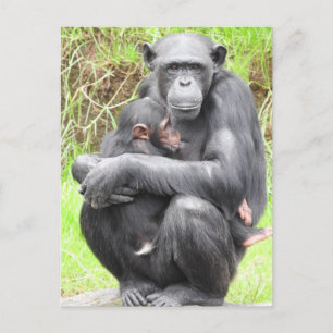 ChimpanseBriefkaart Briefkaart