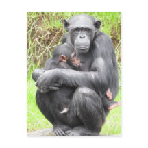 ChimpanseBriefkaart