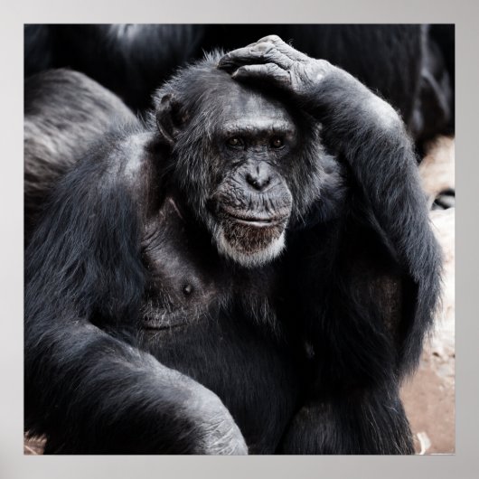 Chimpansedenken Poster (Voorkant)